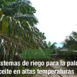 Bombeo en la agricultura de plantaciones de palma aceitera: Riego eficiente